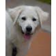 NAILA, Pflegestelle Oberösterreich, wunderschöne Kuvacz-Retriever-Mix - Hündin