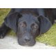NAIMO, Labradormix,Pflegestelle OÖ Welpen - Rüde