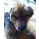 NALA 13, Pflegestelle Wien, hübsche, liebe Shar-Pei/Chow-Chowmix - Hündin