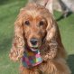 NALA - Linares, Cocker-Spaniel - kastriert - Hündin