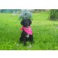 NALA, Pinscher - Labbi Mix Hündin - Hündin
