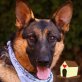 NALA, SUPERHÜBSCHES LIEBES MÄDEL! - Hündin