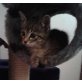 NALA - getigertes Katzenmädchen - Katze