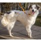 NALA, liebe, 45 cm Schulterhöhe, kastriert, lebt mi - Hündin