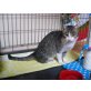 NALA - schmusige Schnurrerin sucht  - Katze