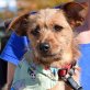 NANA - Linares, Border-Terrier-Mischling - kastriert - Hündin