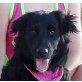 NANA - kastriert, Flat Coated Retriever Mix - Hündin