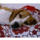 NANCY - Pflegestelle Salzburg, anhängliche, freundliche BEAGLE - Hündin