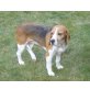 NANCY - Pflegestelle Wien, brave, sanfte BEAGLE - Hündin