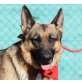 NANCY - Ubeda, Deutscher Schäferhund - kastriert - Hündin