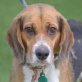 NANDA - Linares, Beagle - kastriert - Hündin