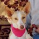NANDO, Podenco-Andaluz, kastriert - Rüde