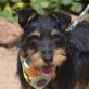 NANDO, Schnauzer-Mischling - kastriert - Rüde