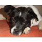 NANNI - Pflegestelle Niederösterreich,  bezaubernde Franz. Bulldoggen-Mix - Hündin