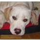 NANNY, Pflegestelle Wien, Dogo Argentino-Labrador Mix - Hündin