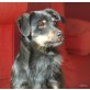 NANO, charmanter,liebebedürftiger Mischlings - Rüde