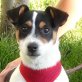 NANO - unkastriert, Span. Jack-Russel Welpen - Rüde