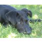 NARIMA, Labradormix,Pflegestelle OÖ Welpen - Hündin