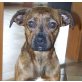 NATALKA, Pflegestelle Steiermark, SCHMUSEMAUS - BOXER - Hündin