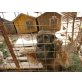 NATASHA, Hundeomi wartet sehnsüchtig - Hündin