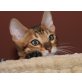 NATHAN Bengalkater, Bengalkatze - Kater