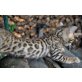 NAYA, Bengalkatze - Katze