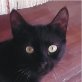NEGRA, Mischling - Katze