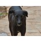 NEGRE, sein Frauchen verstarb-Abgabe ins Tierheim - Rüde