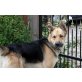 NEGRITO, SAchäferhund-Mix - Rüde