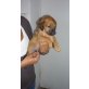 NEGRO, Golden Retriever Mix - Rüde