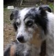 NELE - Pflegestelle Tirol, bildschöne, intelligente Australian Shepherd - Hündin