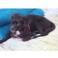 NELE, chihuahua mix - Hündin