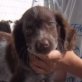 NELI, geb. ca, Anfang Juni 2011, Englischer Springer-Spaniel (Mix?) Welpen - Hündin