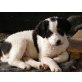NELIA verträumtes Hundemädchen, Berner Sennen - Maremmano Mix - Hündin