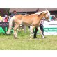NELIENA, Haflinger - Stute