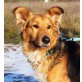 NELLI, Pflegestelle Niederösterreich, brave, ausgeglichene Collie-Schäfermix  - Hündin