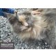 NELLY die Schönheit, Tierschutz - Katze