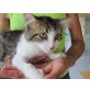 NELO, Lieb und verspielt - Kater