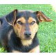 NELO, Pflegestelle Oberösterreich, etwas schüchterner kleiner PINSCHER-MIX - Rüde