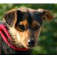 NELO, Pflegestelle Oberösterreich, lieber, anhänglicher PINSCHER-Mix - Rüde