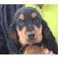 NELU, Pflegestelle Niederösterreich, Spanielmix Welpen - Rüde