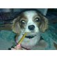 NELY, Cavalier King Charles-Maus braucht lb.Familie - Hündin