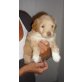 NEMO, Golden Retriever Mix Welpen - Rüde