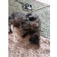 NEMO & JADE - Pflegeplatz NÖ (Bez. GF), Europäische Kurzhaarkatze - Katze