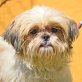 NENA - Linares, Shih Tzu, kastriert - Hündin