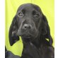NENE, Pflegestelle Niederösterreich, Spaniel-Mix Welpen - Hündin