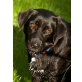 NERA 2, Pflegestelle Burgenland, dankbare, problemlose LABRADOR-Mix - Hündin