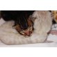 NERO Bengalkater Bengal, Bengalkatze - Kater