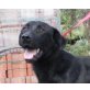 NERO, Pflegestelle Niederösterreich, intelligenter, aktiver Labrador/Schäfermix - Rüde