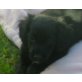 NERO, Spanielmix,Pflegestelle NÖ Welpen - Rüde